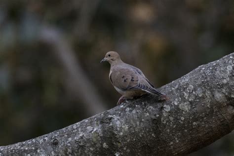 Mourning Dove From Rutledge Acres Gaffney Sc Usa On December 02