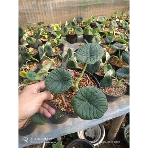 Jual Alokasia Melo Badak Shopee Indonesia