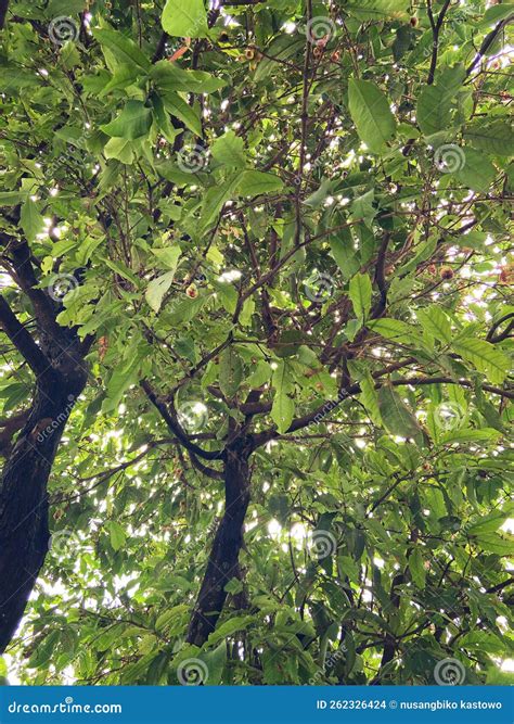 care for guava tree 1