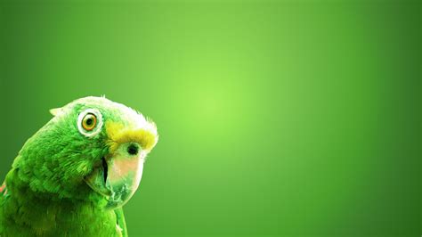 Bird Green HD wallpaper | animals | Wallpaper Better