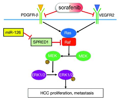 An Illustrative Model To Show The Proposed Mechanism Of Mir P