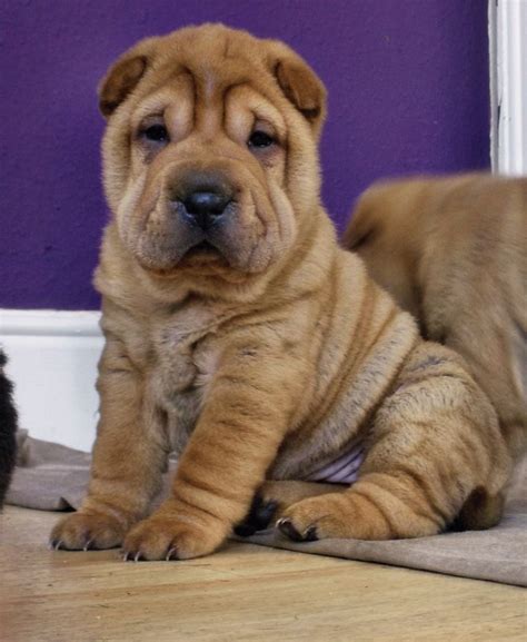 Pin On Shar Pei Puppies