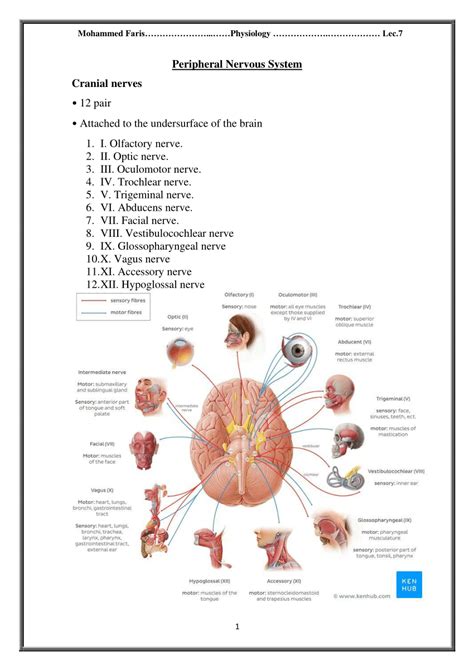 Pdf Peripheral Nervous System