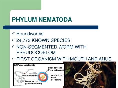 Ppt Phylum Nematoda Powerpoint Presentation Free Download Id9586690