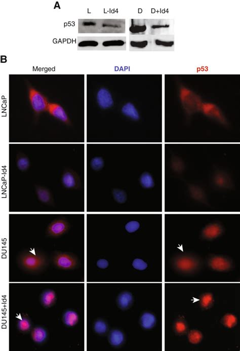 Id4 Regulates P53 Expression And Cellular Localization Analysis Of P53