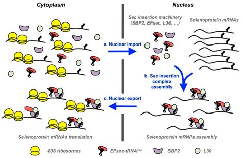 Antioxidants Free Full Text Role Of Selenium And Selenoproteins In