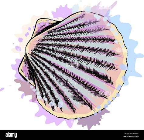 Top view, sea shell scallops from a splash of watercolor, colored drawing, realistic. Vector ...