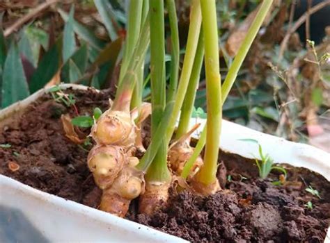 Veja Como Cultivar Gengibre Em Casa Para T Lo Infinitamente