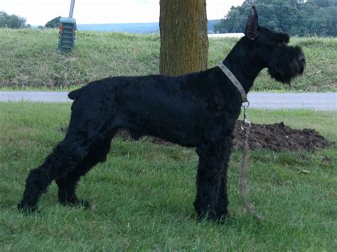 Giant Schnauzer Puppies For Sale