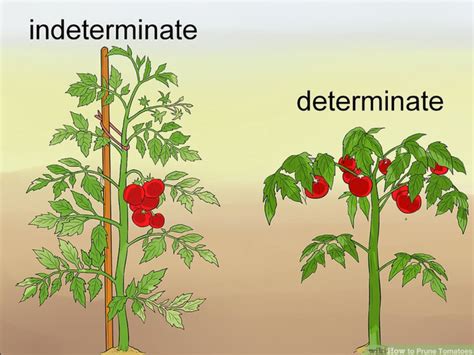 Determinate Vs Indeterminate The Daily Garden