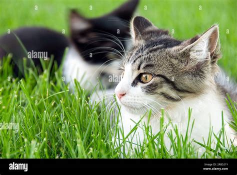 Tuxedo Feline Hi Res Stock Photography And Images Alamy