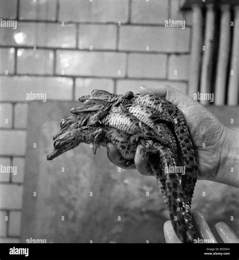 London Zoo. Newly hatched crocodile. December 1952 C5904-001 Stock Photo - Alamy