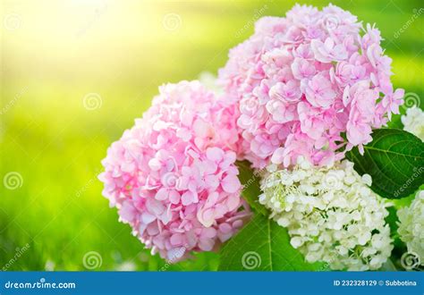 Hydrangea Roze Bloemklaver Prachtige Hortensie In De Zomertuin