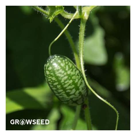 Finest Cucamelon Seeds