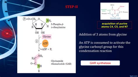 Purine And Pyrimidine Synthesis Ppt