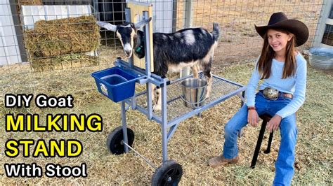 DIY Goat Milking Stand How To Make It Overbuilt Under Styled Aka