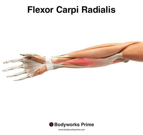 Flexor Carpi Radialis Muscle Anatomy - Bodyworks Prime