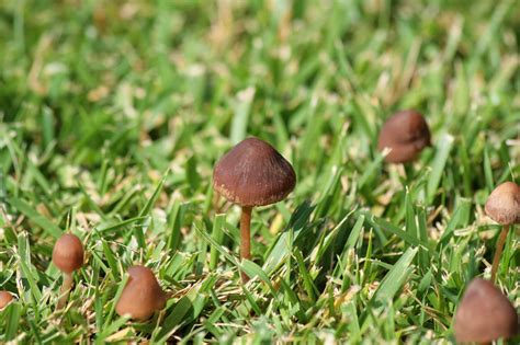 How to Eradicate Lawn Mushrooms