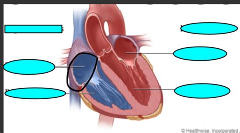 Heart Dissection Flashcards Quizlet