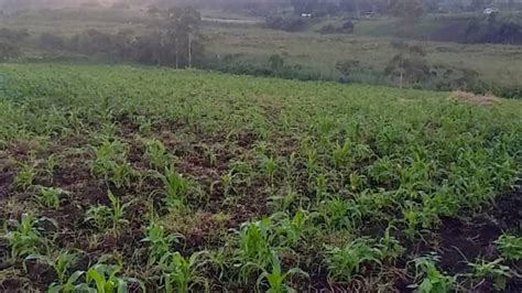 Farmland For Sale In Africa African Land