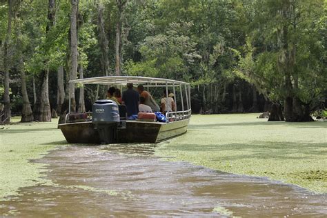 Art of the Day: Swamp Tour Extravaganza