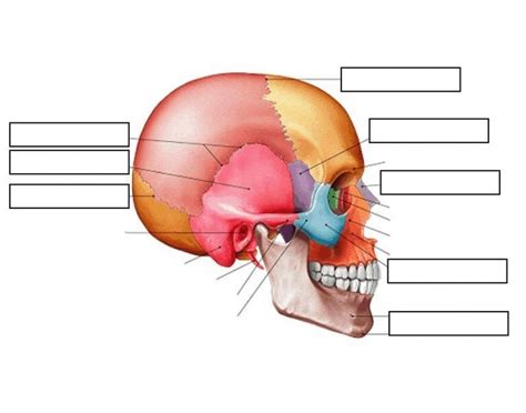 Skull Lateral View Diagram Quizlet