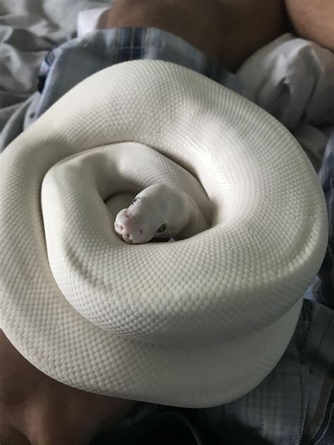 Someone finished shedding : r/ballpython