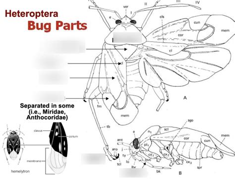 Thysanoptera, Neuroptera, Hemiptera Diagram | Quizlet