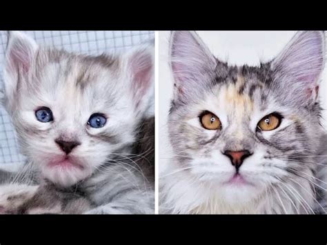 When Do Kittens Eyes Change Color ? -Naughty Pet Club