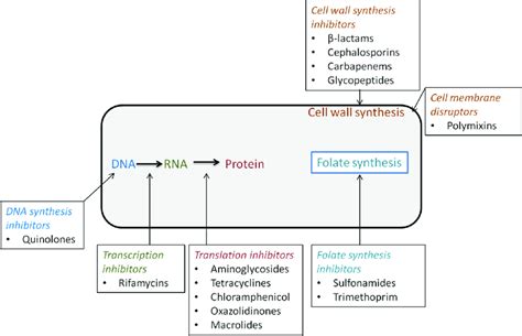 Antibiotic Mechanism Of Action Chart