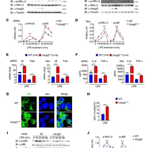 Vangl2 negatively regulates LPS induced NF κB activation and Download