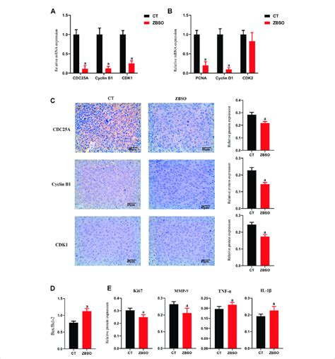 Protein And MRNA Expression Of Xenograft Tumor Tissue In Nude Mice