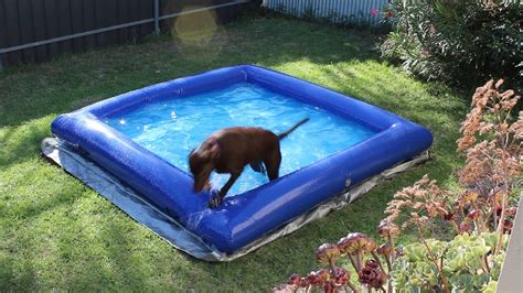 Dog Pool Large Indestructible Inflatable Dog Pool Youtube