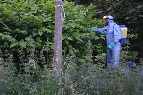 Japanese knotweed removal Telford | Management plans