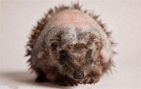 Recovery Of A Hedgehog 12 Pics Amazing Creatures