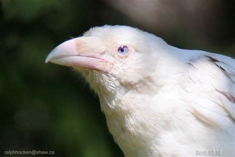 leucistic on Tumblr