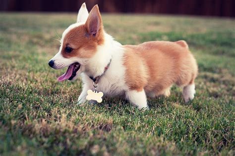 Corgi Corgis Hd Wallpaper Pxfuel