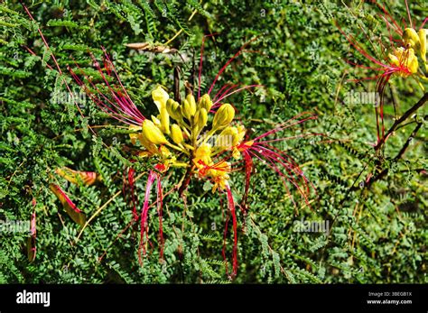 flowers  leaves  caesalpinia gilliesii desert bird  paradise