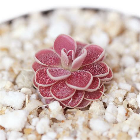 Pinguicula 'Florian' (P. debbertiana x esseriana) - Mexican Butterwort | Curious Plant