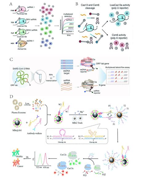 文献解读基于CRISPR Cas系统的生物传感器多路检测策略 基因敲除细胞 点突变 文库筛选 CRISPR检测 艾迪基因官网