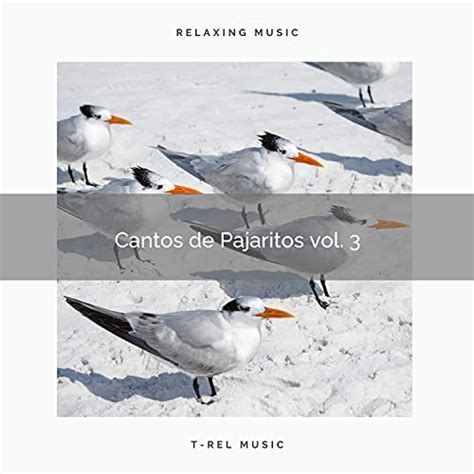 Amazon Music Sonido Del Bosque Y Naturaleza Pajaros Tropicales