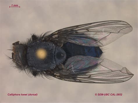 Calliphoridae