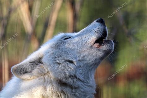 White wolf howling — Stock Photo © EBFoto #141175856