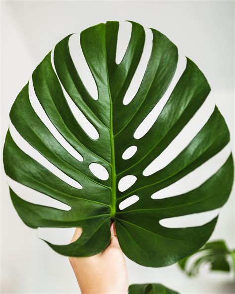 Wild Interiors — Monstera Care and How to Get Holey Leaves