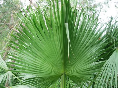 Date Palm Leaves And Date Pedicels Feedipedia