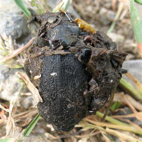 Common Toad Bufo Bufo