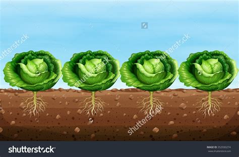 Кочан примеры растений - 74 фото