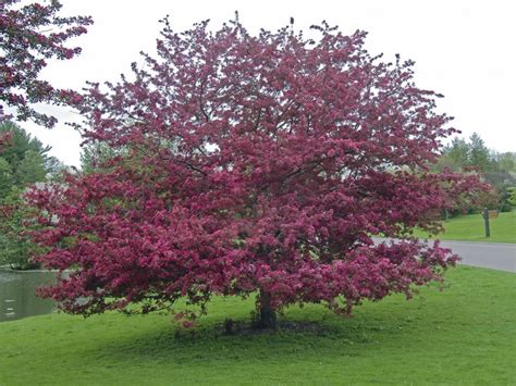 Crabapple Trees - How to Grow and Care for Flowering Crabapples ...