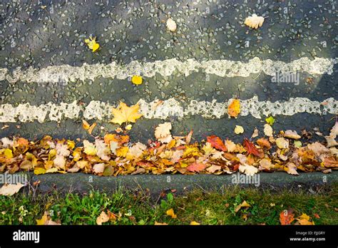 Lines Of Leaves Hi Res Stock Photography And Images Alamy