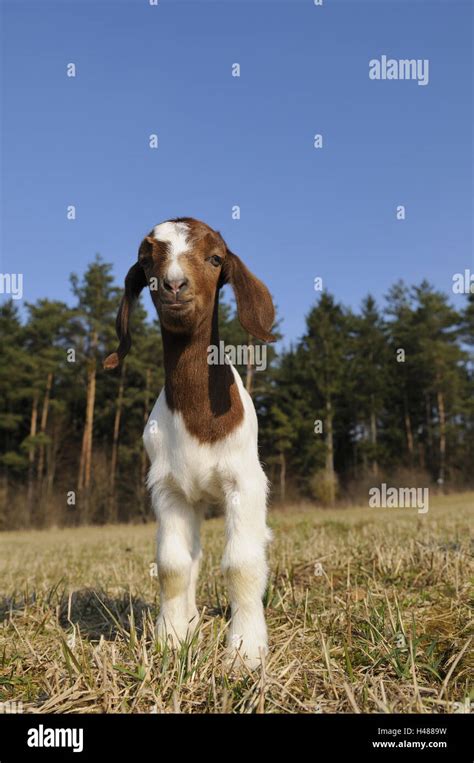 Boers Goat Kid View Camera Stock Photo Alamy